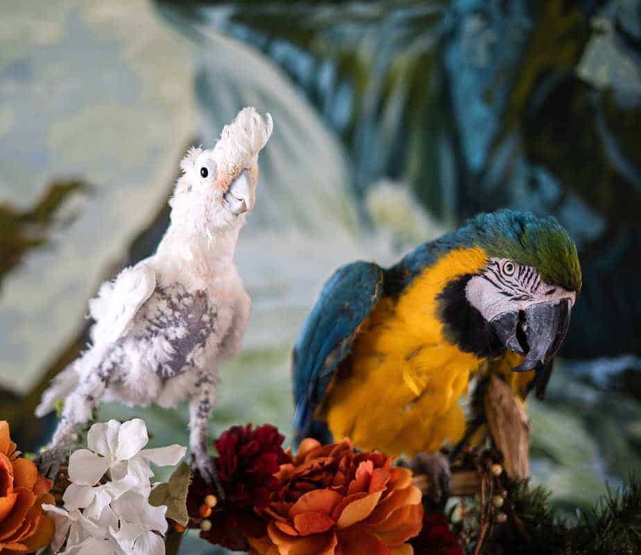 Oscar - Goffins Cockatoo - Image 4