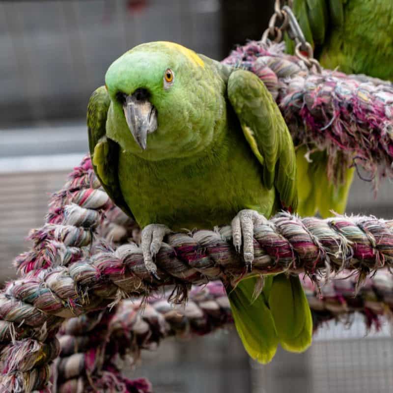 Elvis - Yellow Naped Amazon