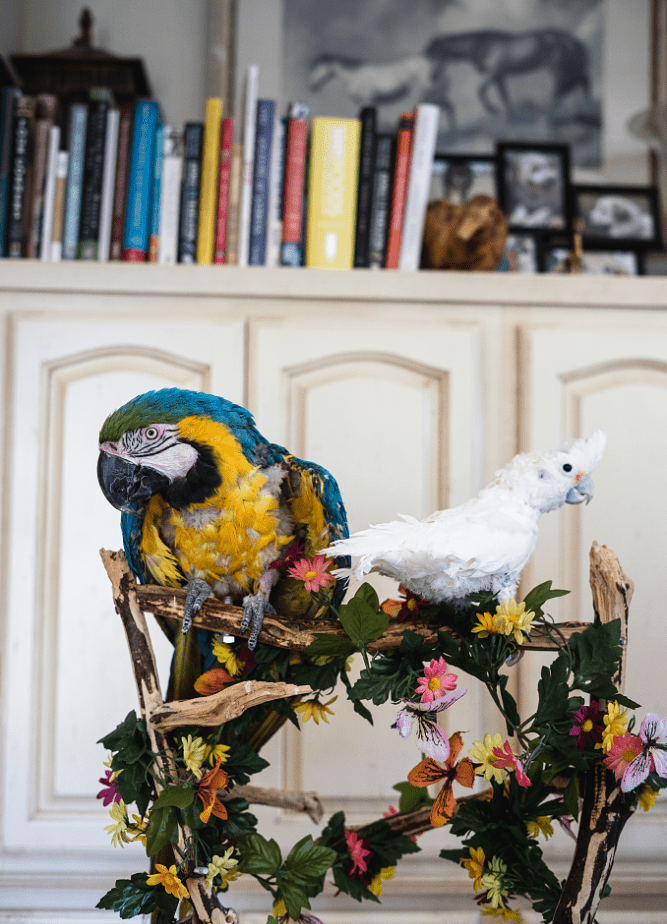 Oscar - Goffins Cockatoo - Image 2