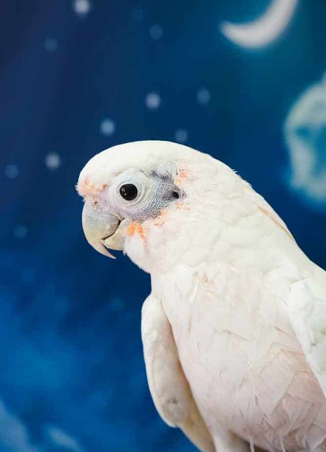 Gidget - Goffins Cockatoo - Image 4