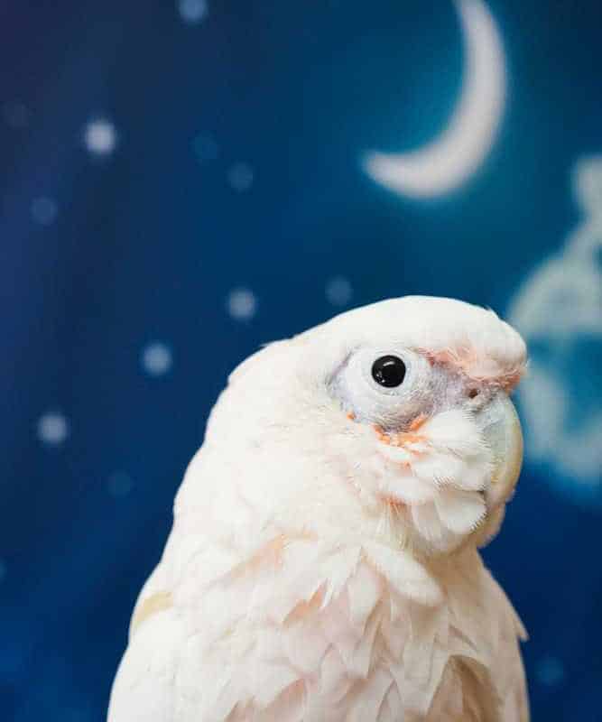 Gidget - Goffins Cockatoo
