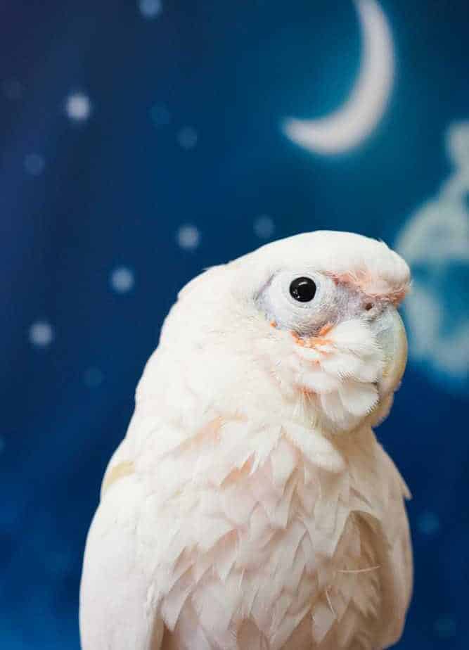 Gidget - Goffins Cockatoo