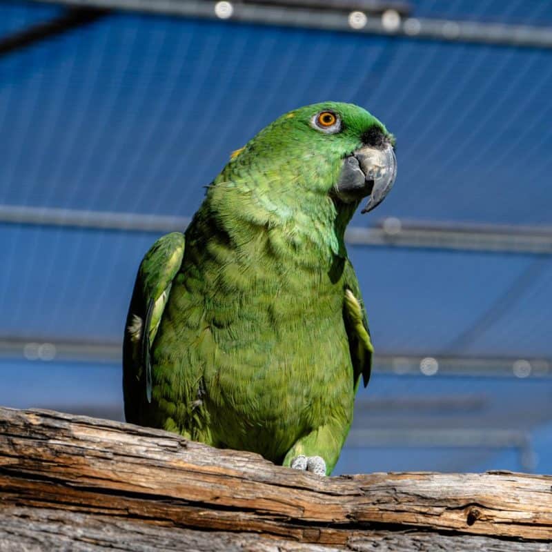 Harry - Yellow Naped Amazon