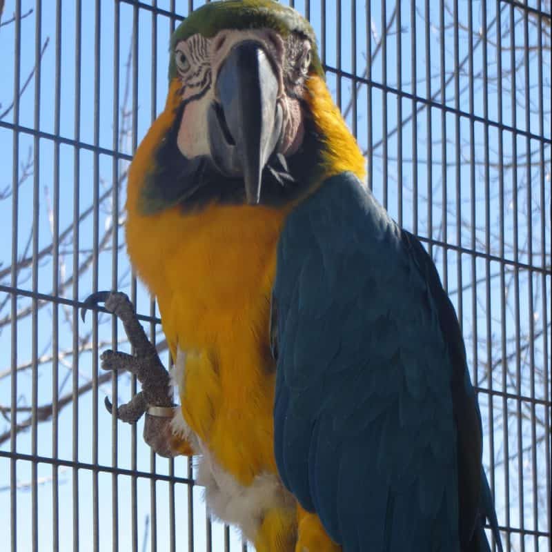 Paco - Blue and Gold Macaw
