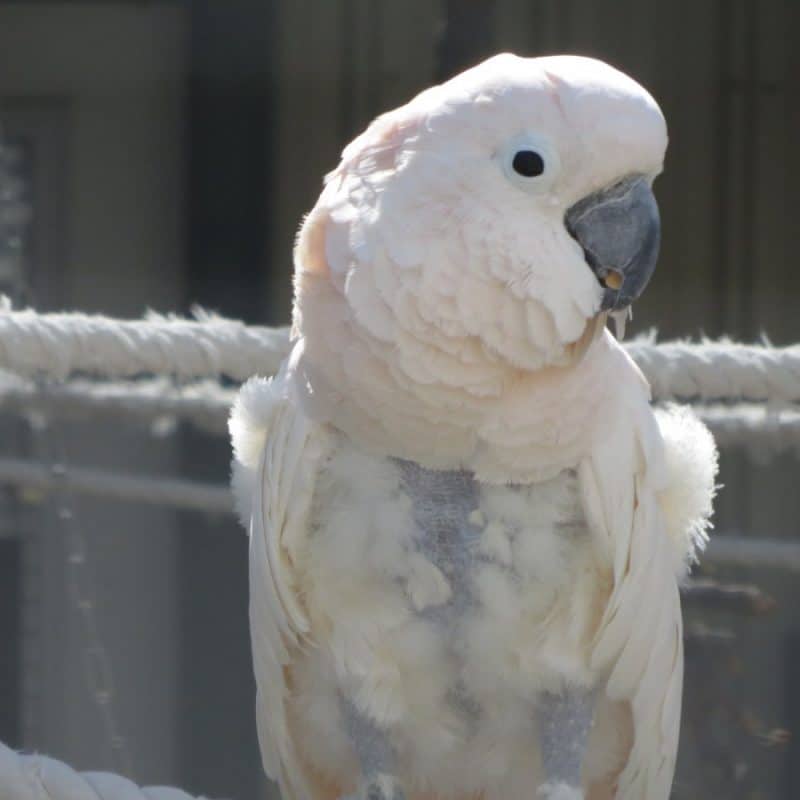 Gucci - Moluccan Cockatoo