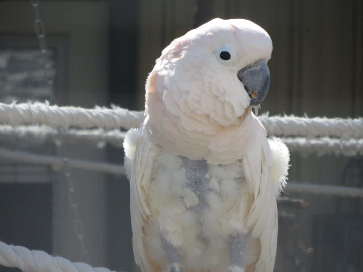 moluccan cockatoos