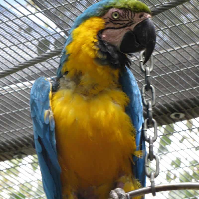 Baby - Blue and Gold Macaw