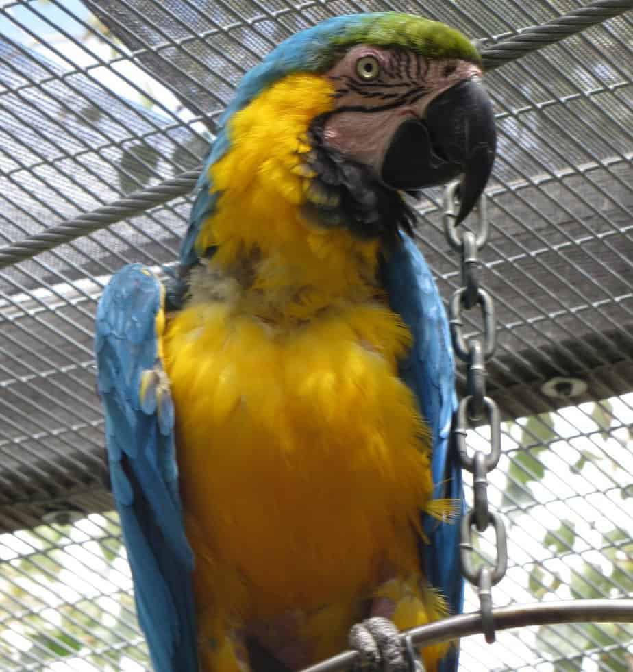 Baby - Blue and Gold Macaw
