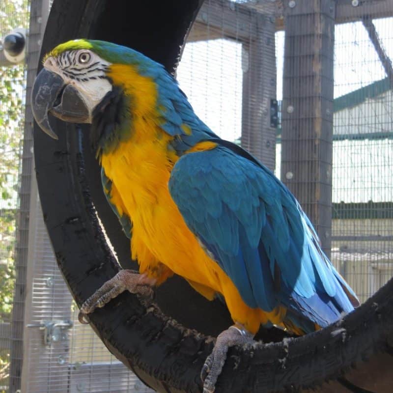 Bo - Blue and Gold Macaw