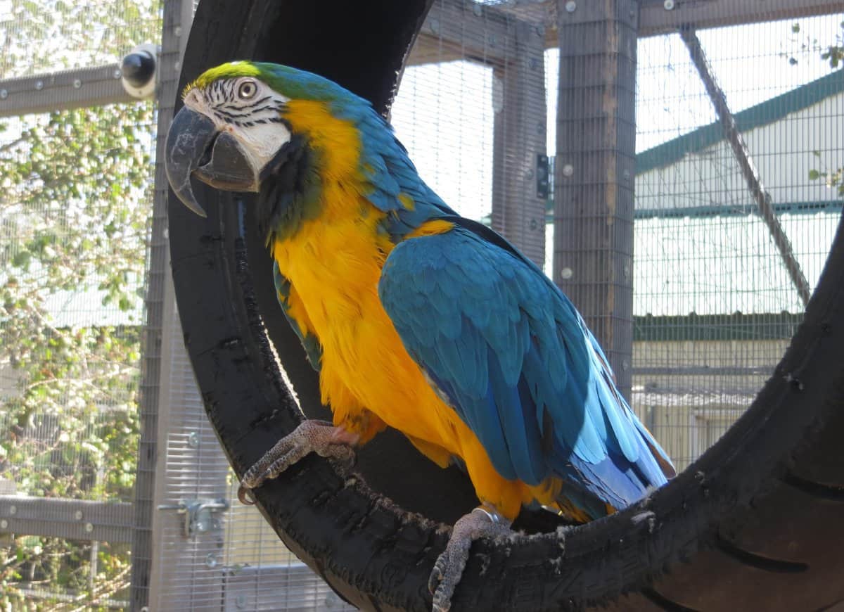 Bo - Blue and Gold Macaw