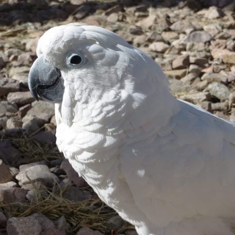 Angel - Umbrella Cockatoo