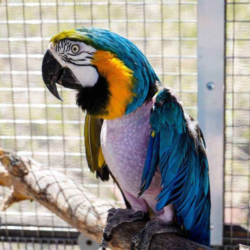 Izzy - Blue and Gold Macaw