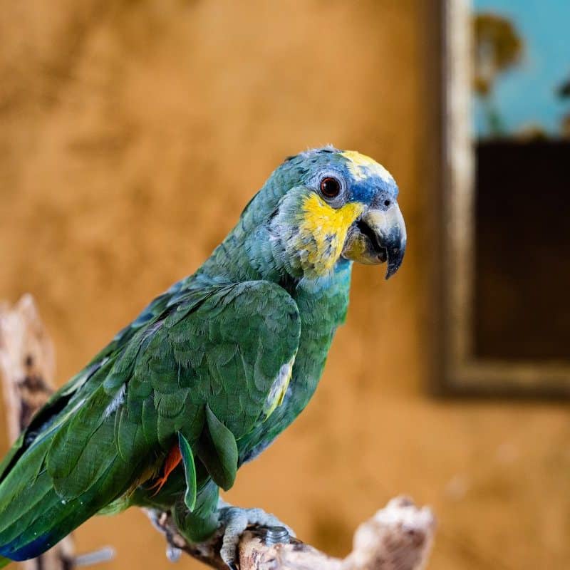 Jackpot - Orange Winged Amazon