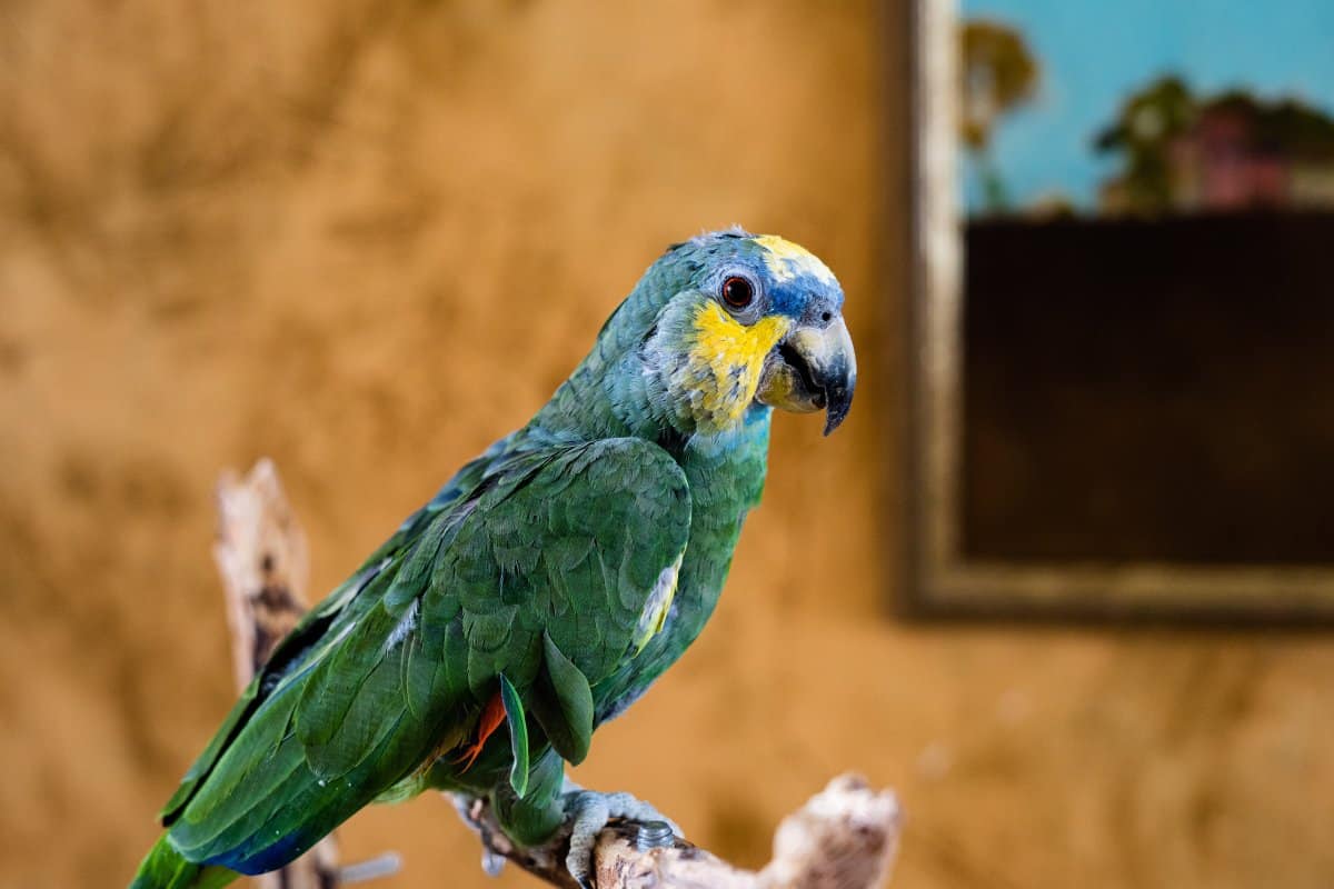Jackpot - Orange Winged Amazon