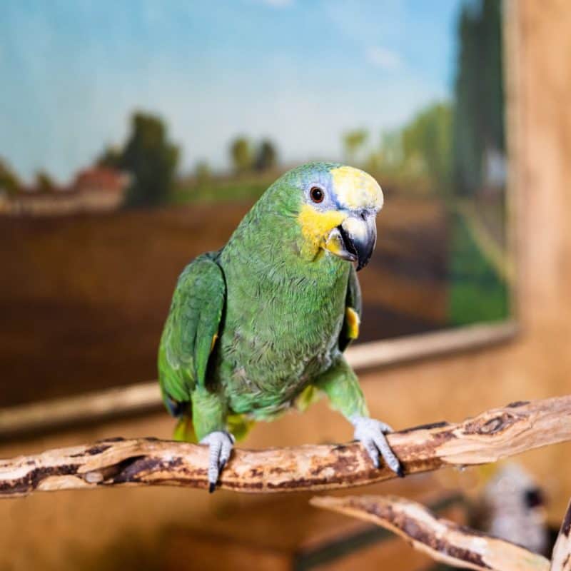 Bobbi - Orange Winged Amazon