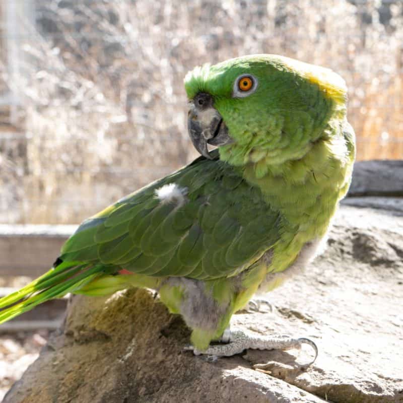 Jade - Yellow Naped Amazon