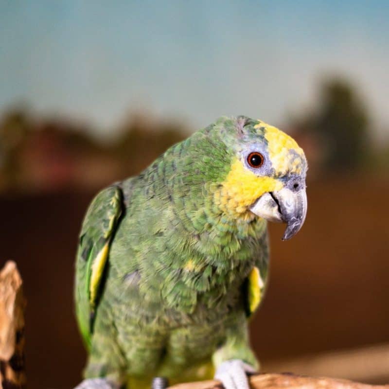Kayla - Orange Winged Amazon
