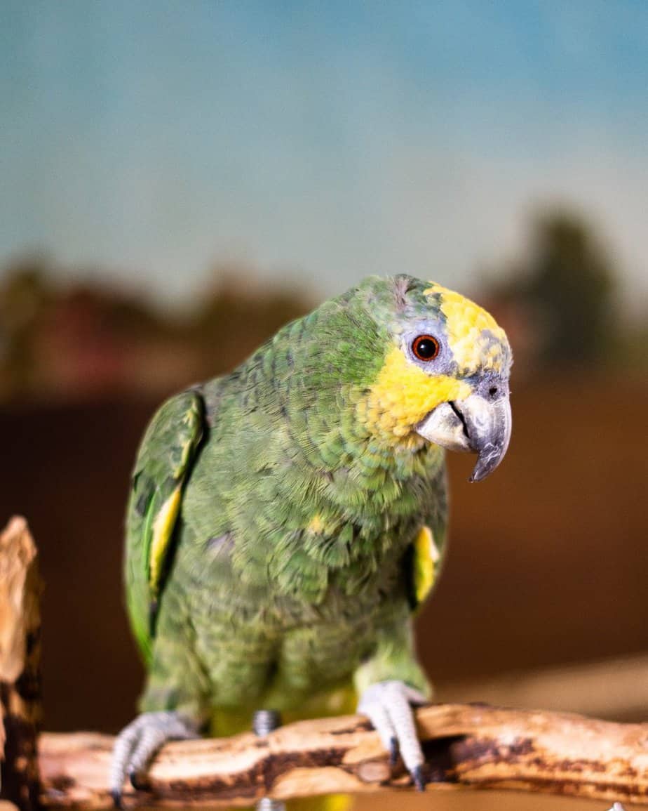 Kayla - Orange Winged Amazon