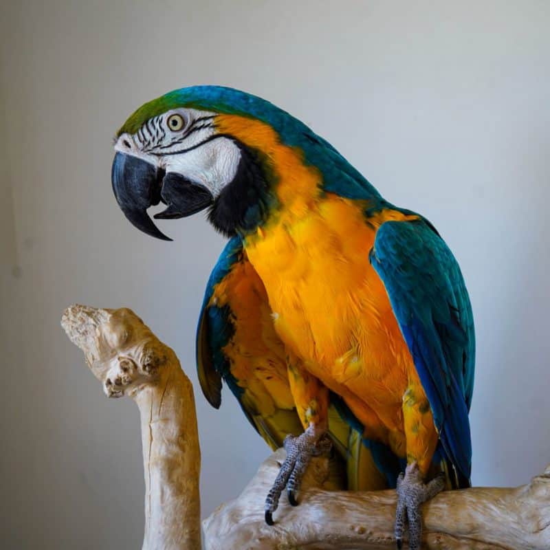 Kyaro - Blue and Gold Macaw