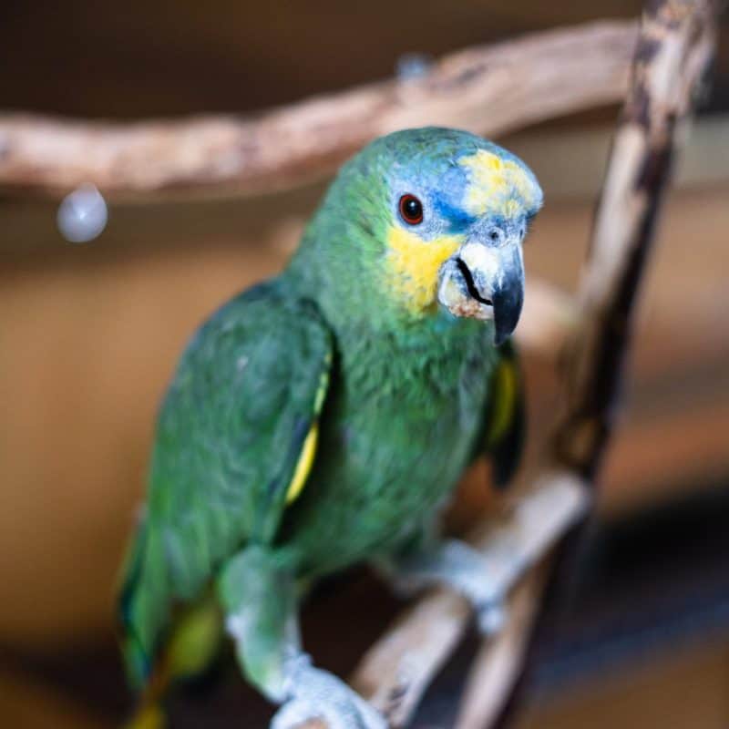 Miguel - Orange Winged Amazon