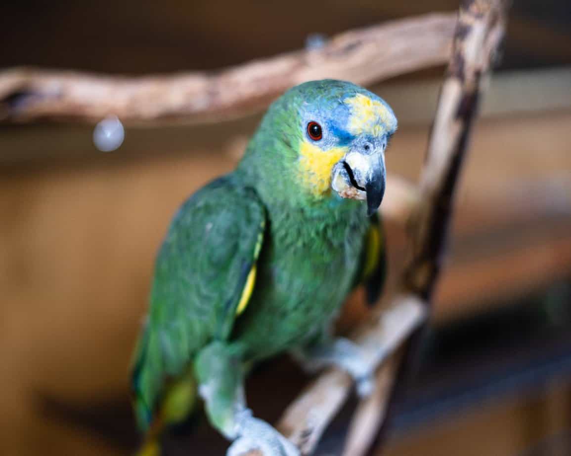 Miguel - Orange Winged Amazon