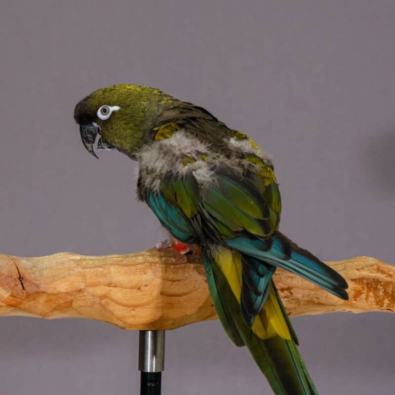 Precious - Patagonian Conure