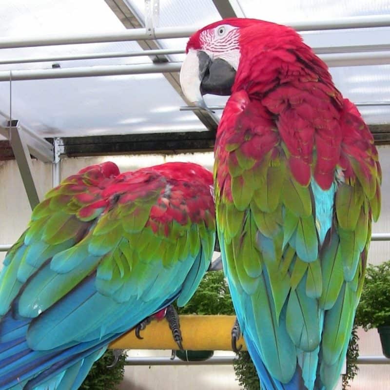 Red - Greenwing Macaw