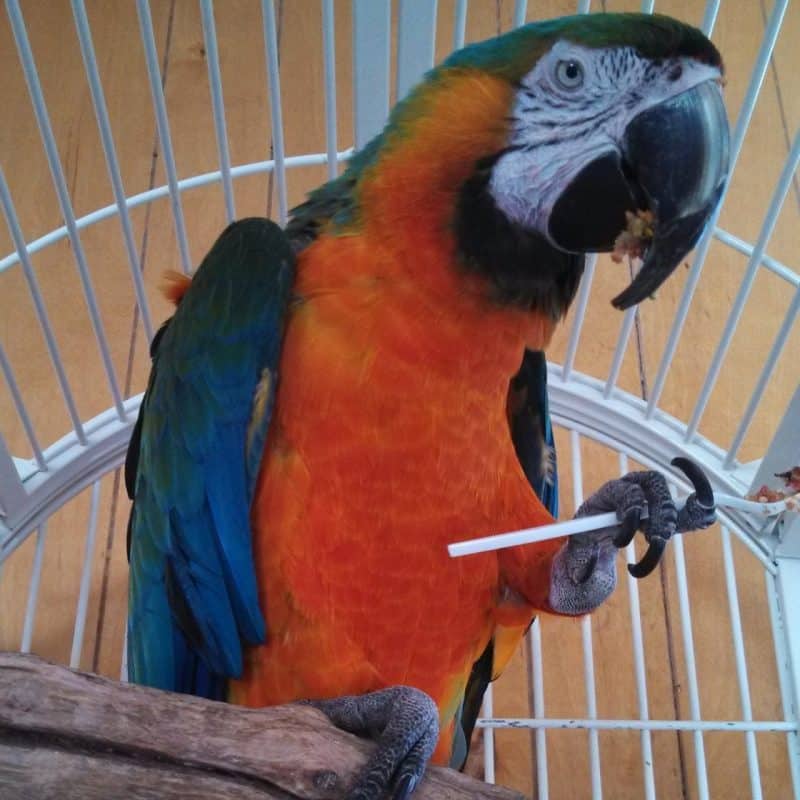 Rio - Catalina Macaw