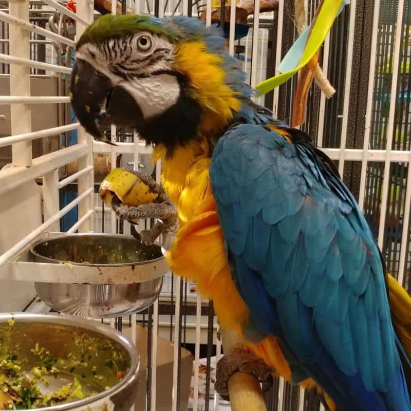 Beegee - Blue and Gold Macaw