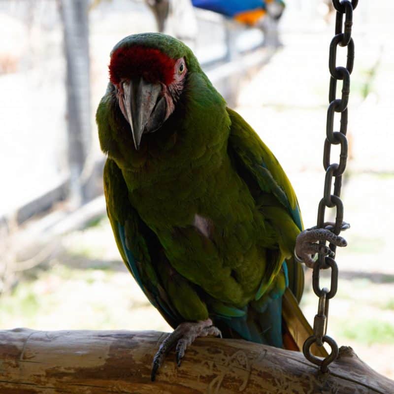 Saul - Military Macaw