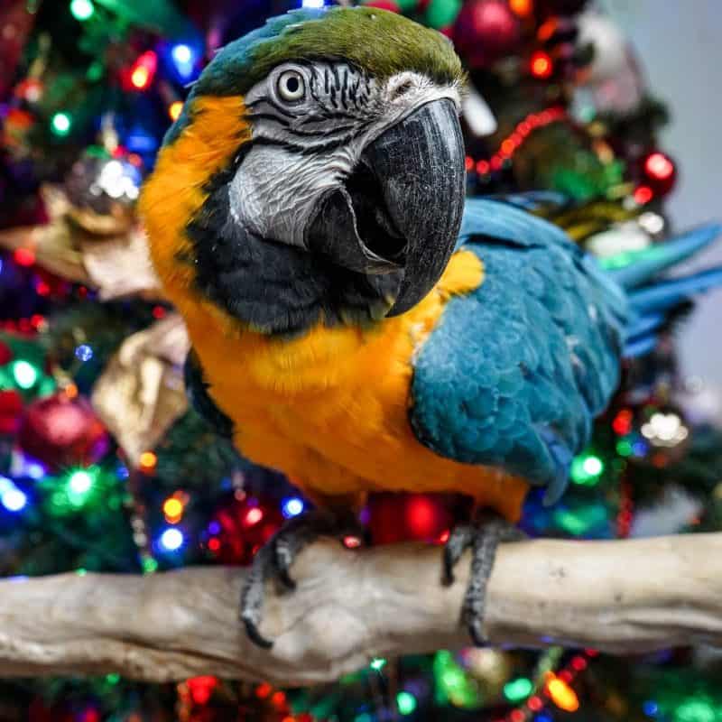 Snoopie - Blue and Gold Macaw