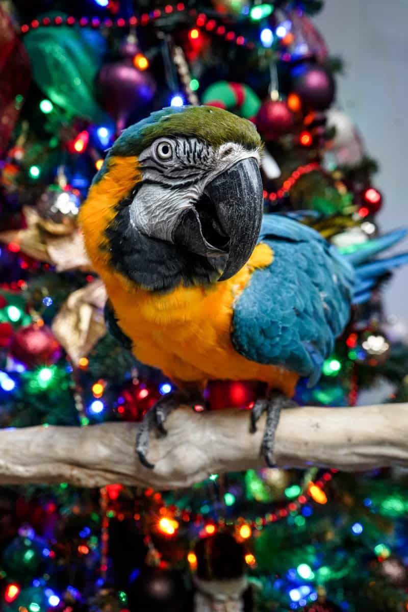 Snoopie - Blue and Gold Macaw