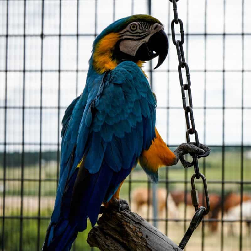 Yogi - Blue and Gold Macaw