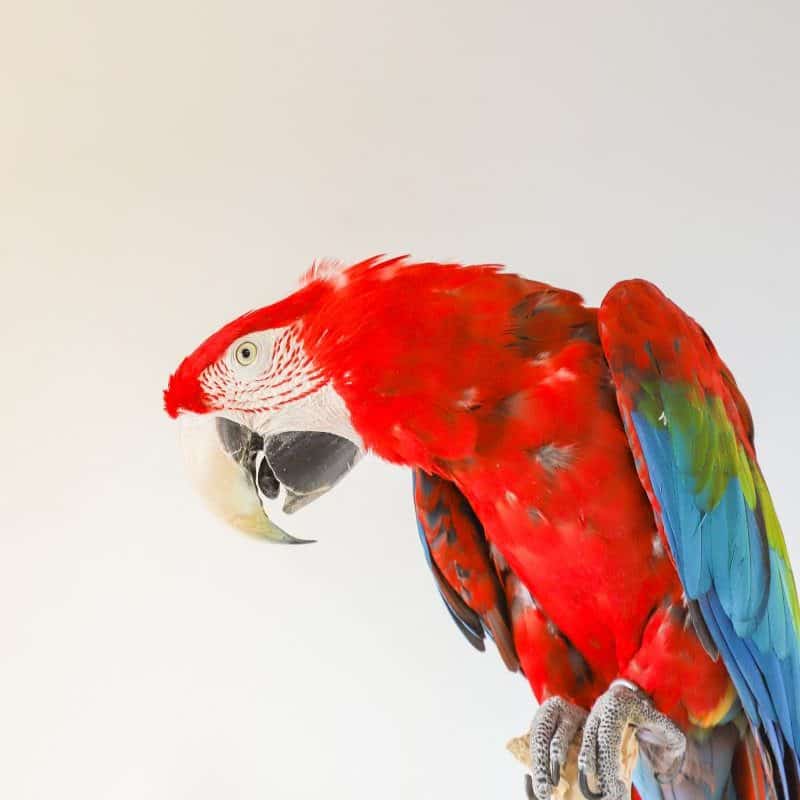 green wing macaw for adoption