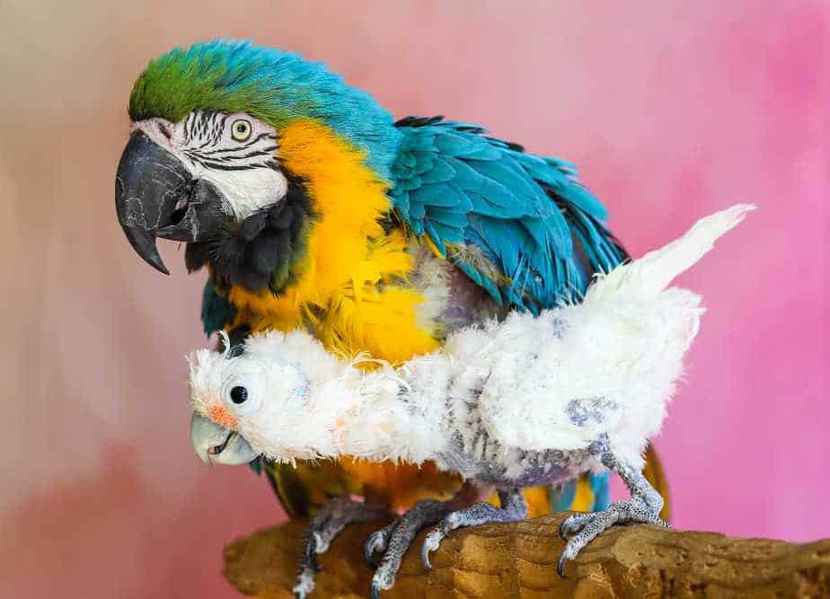 Oscar - Goffins Cockatoo