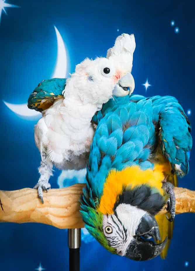 Oscar - Goffins Cockatoo - Image 3