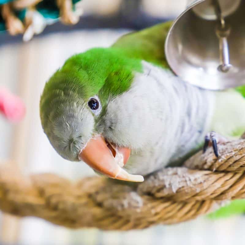 Zeke - Quaker Parrot