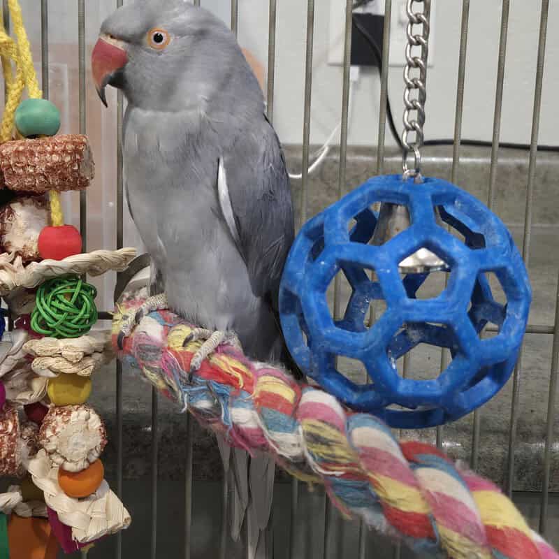 Indie - Indian Ring Neck