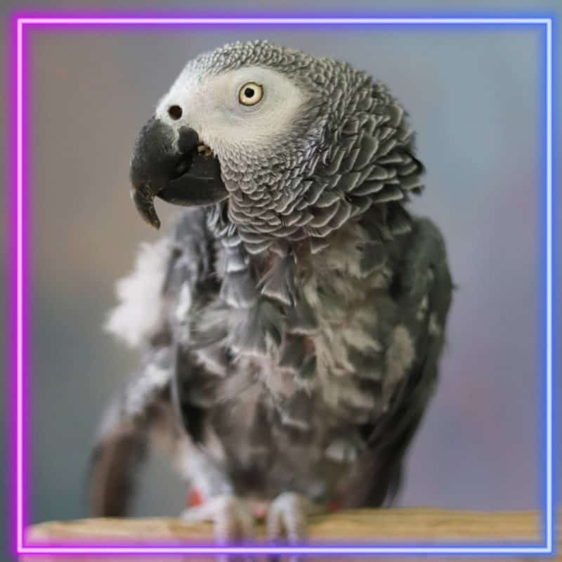 Red - Congo African Grey