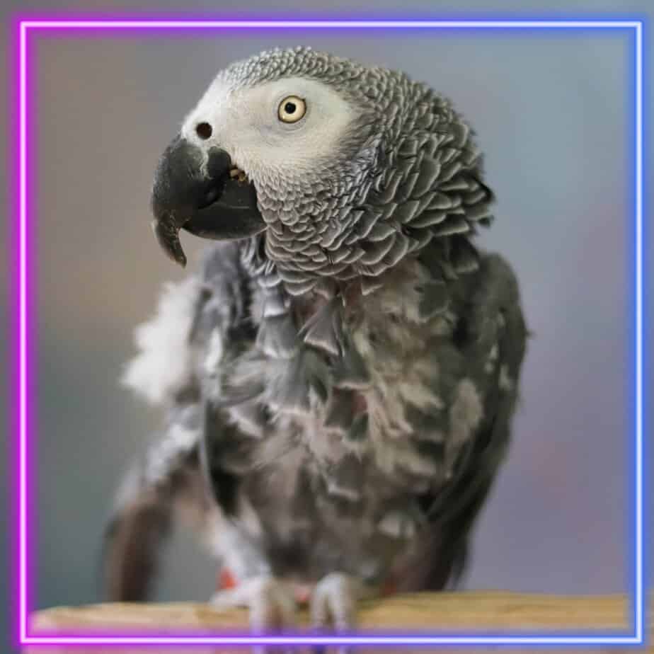 Red - Congo African Grey