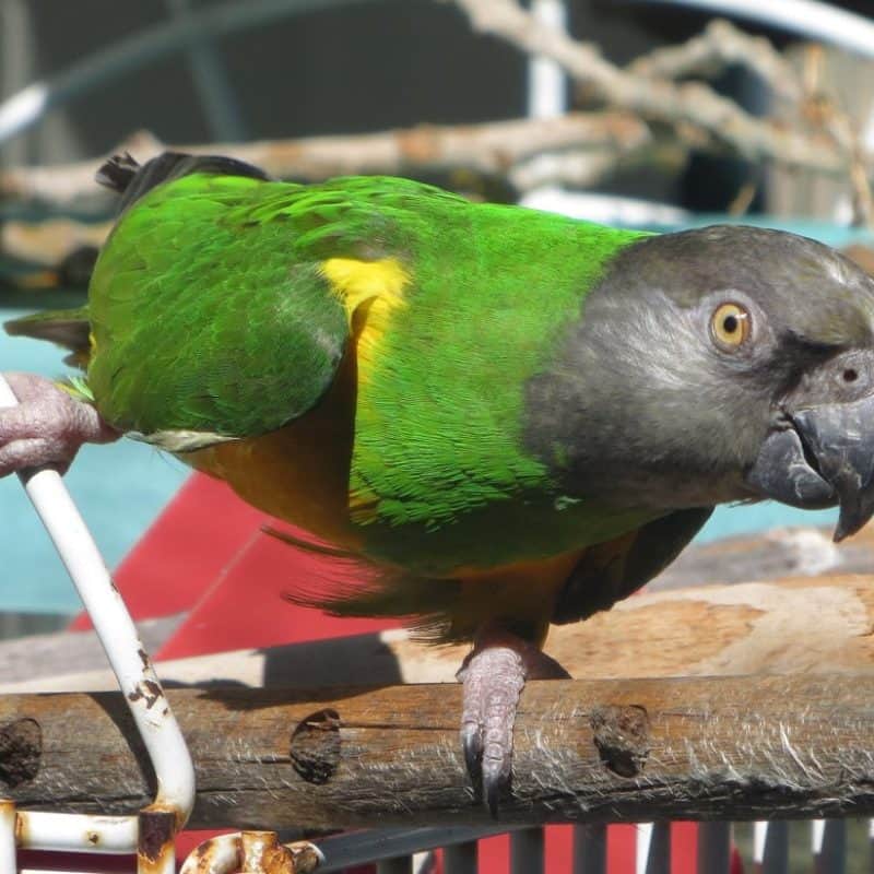 Sonny - Senegal Parrot