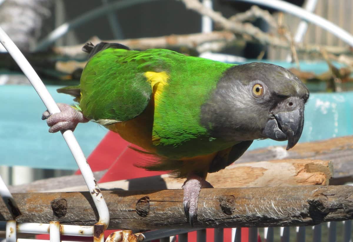 Sonny - Senegal Parrot