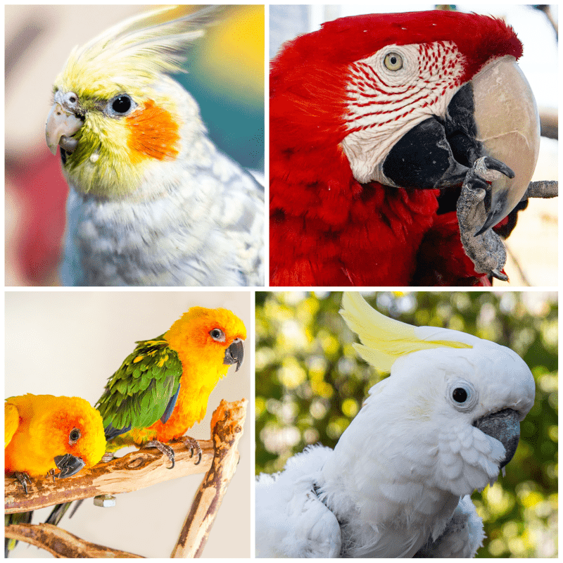 Sponsor the Flock