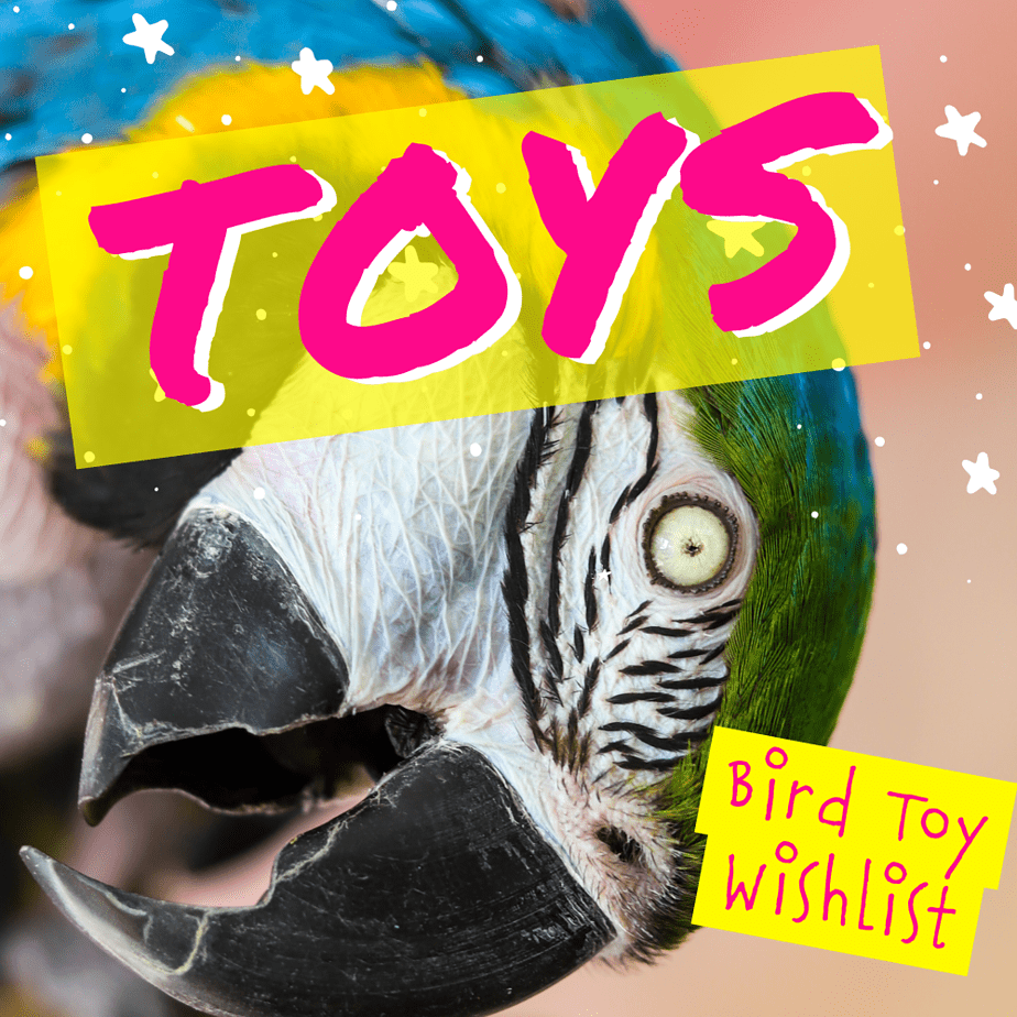 blue and gold macaw excited about new toys