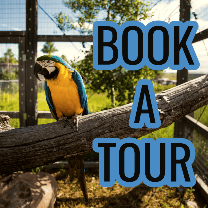 blue and gold macaw perched outside on a sunny day in an enclosed space for safety. Text over the image says "Book a Tour"