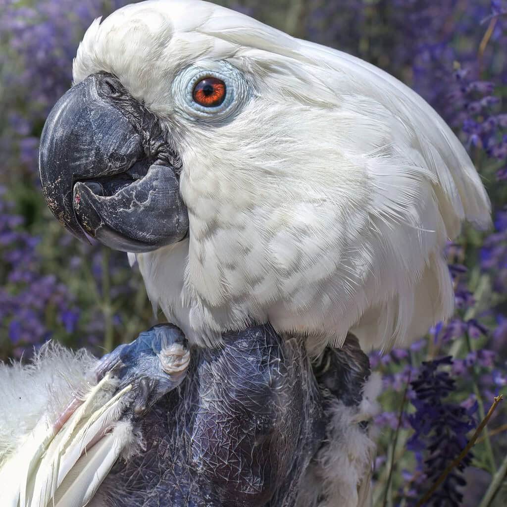 Katie the umbrella cockatoo in front of lilac bushes