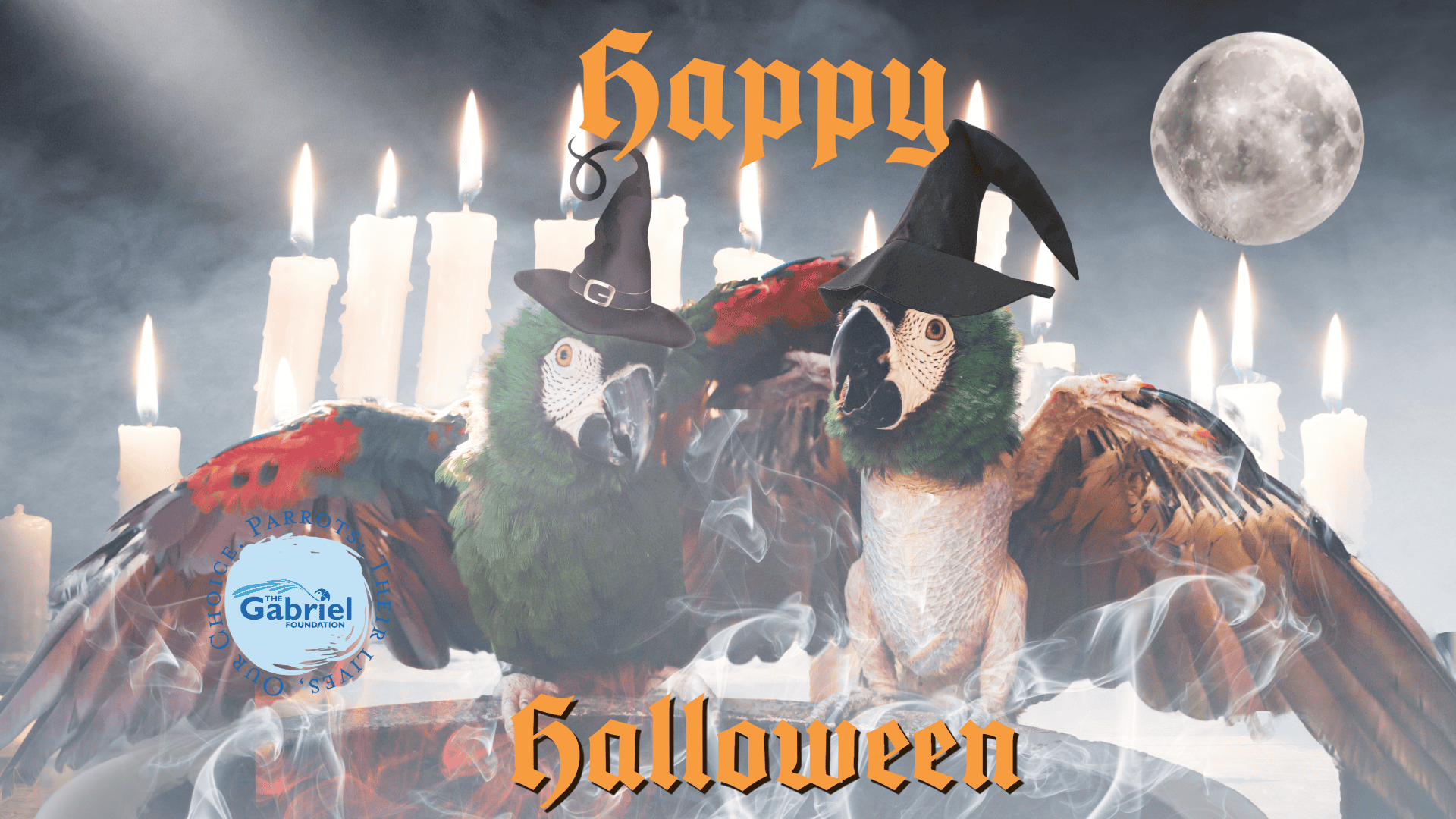 Halloween graphic, parrots wearing witch hats