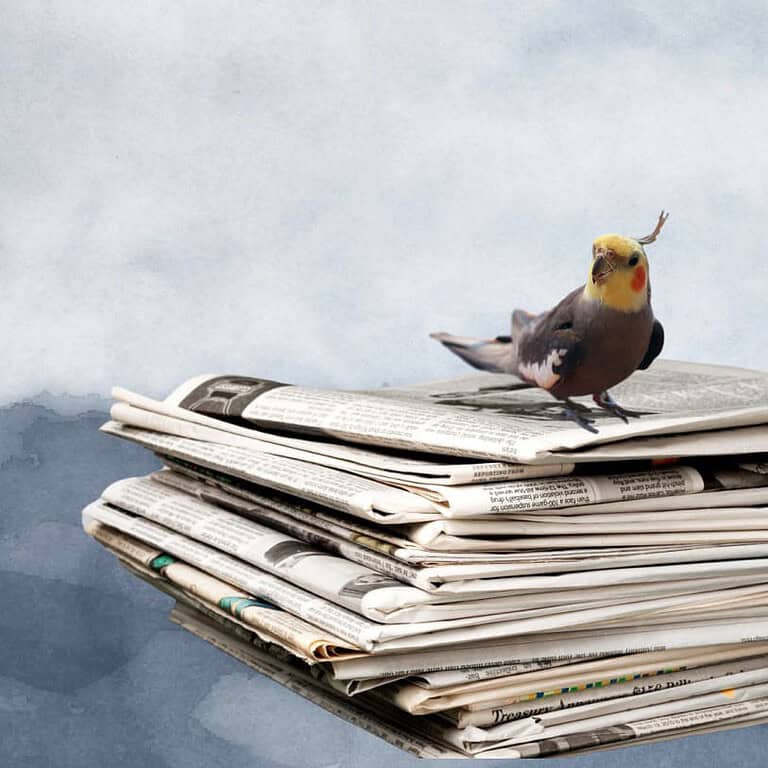 Parrot on top of newspaper pile