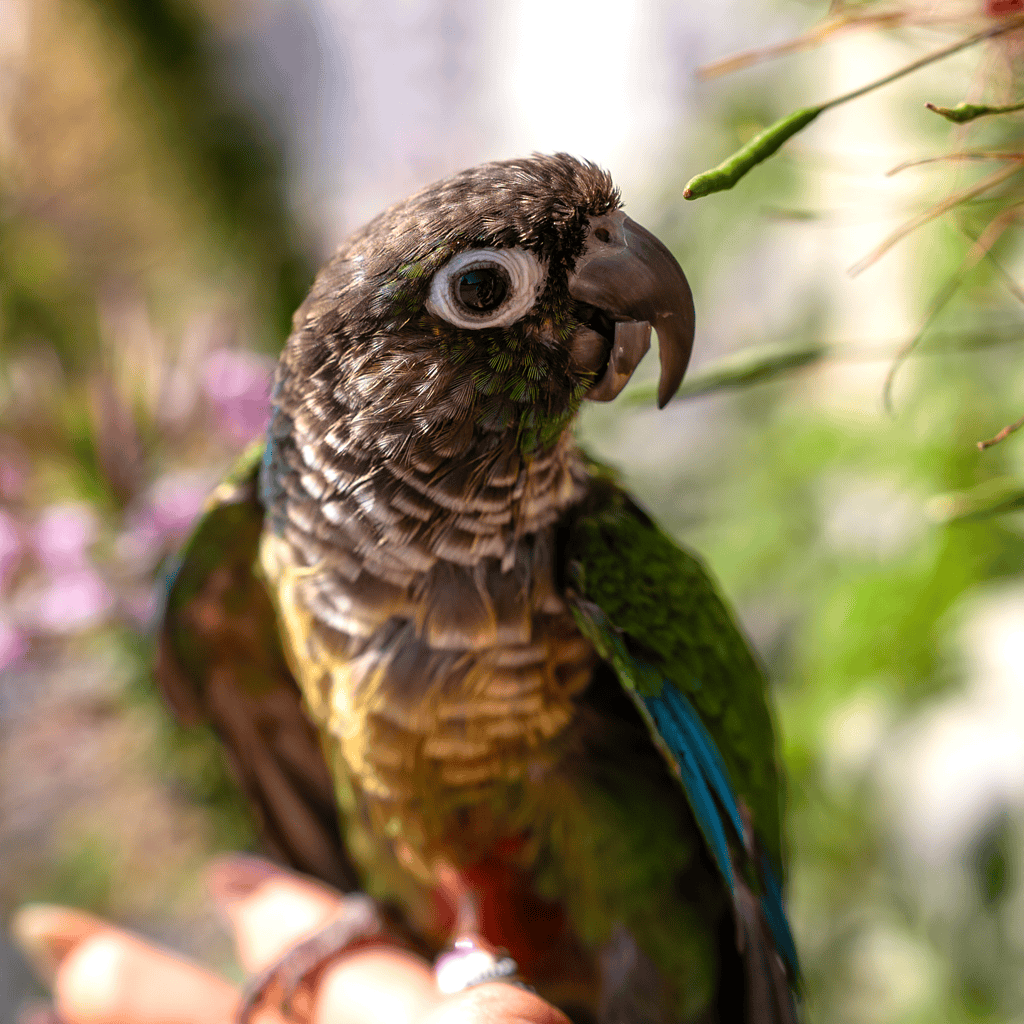 Ricky the Green Cheek Conure outside