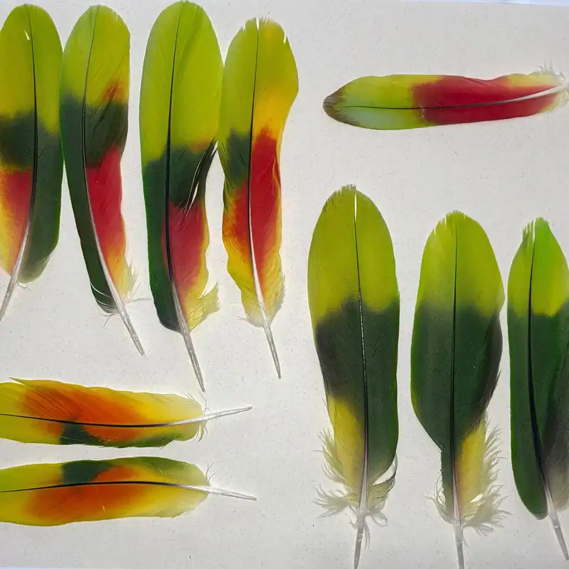 naturally molted parrot feathers from our birds here at the gabriel foundation